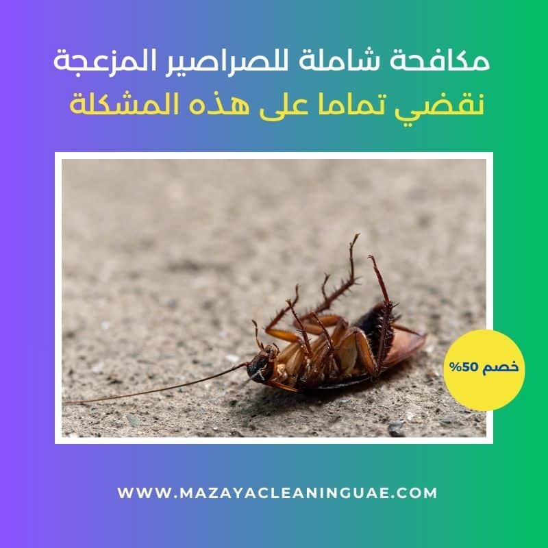 شركة مكافحة صراصير في عجمان
