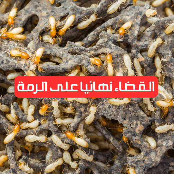 مكافحة الرمة في عجمان
