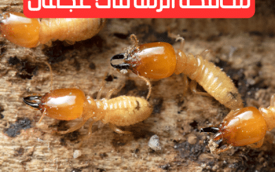 شركة مكافحة الرمة في عجمان: القضاء نهائيا على الرمة بخصم 40%